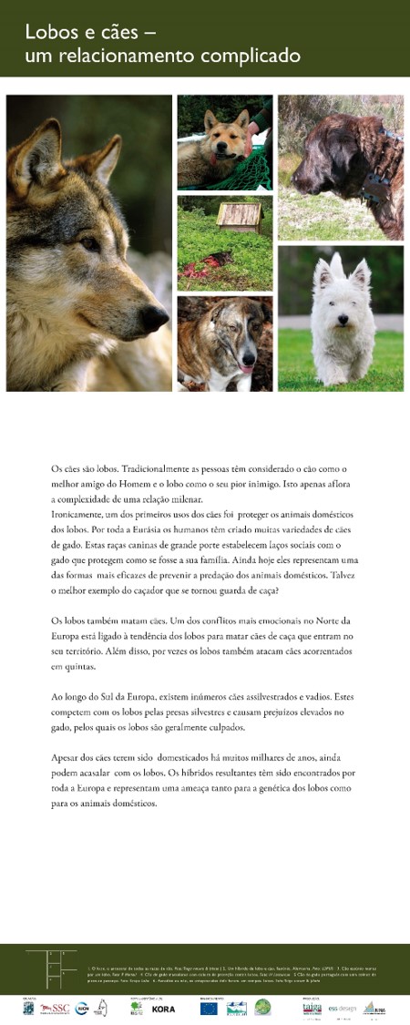 16Lobos e caes