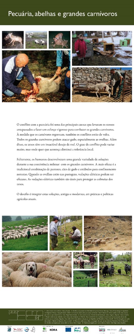 17Pecuaria