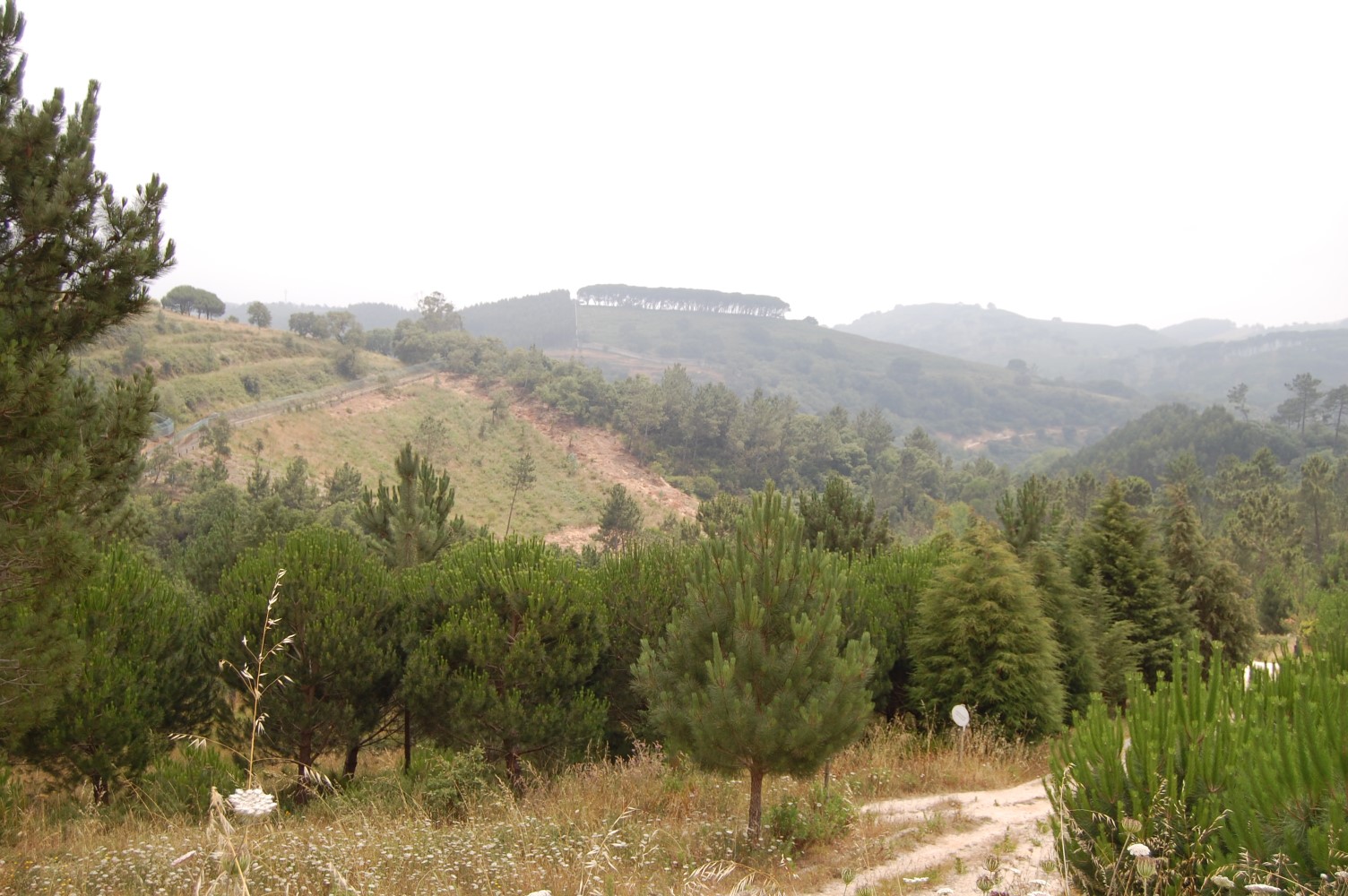 Paisagem1