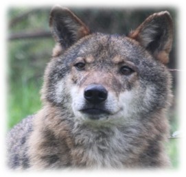 Furco