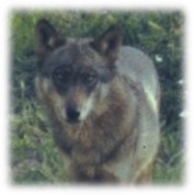 Grunha 2