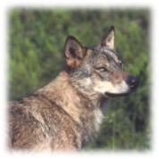 Manchas