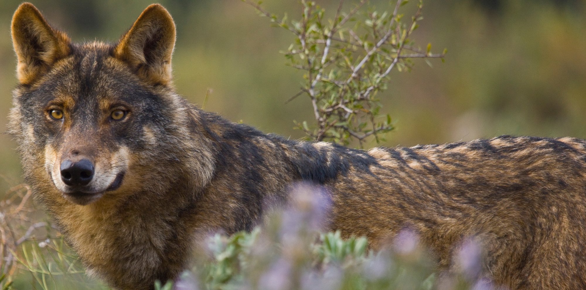 Help us conserve the Iberian wolf