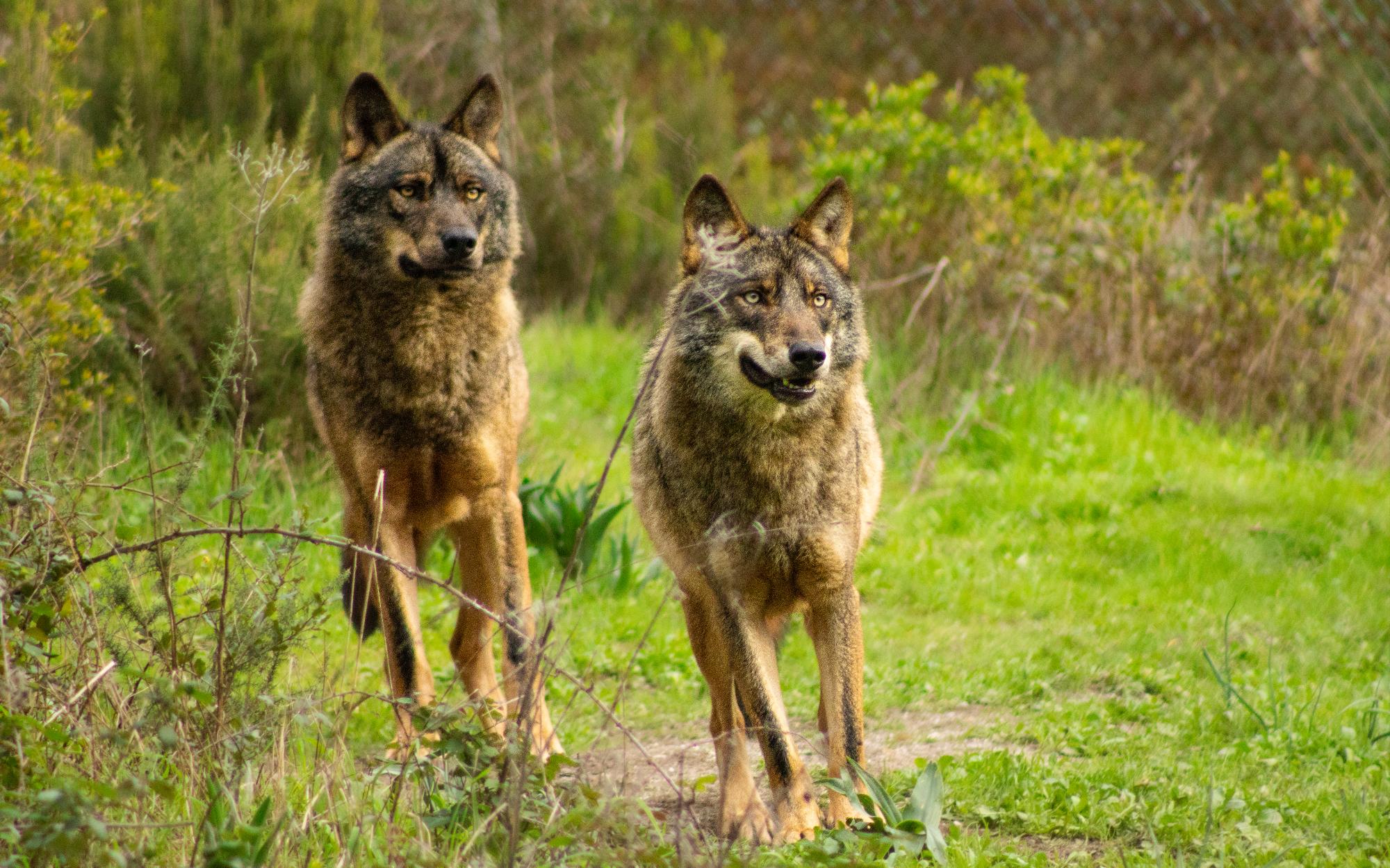 Conservation of the Iberian Wolf in Portugal