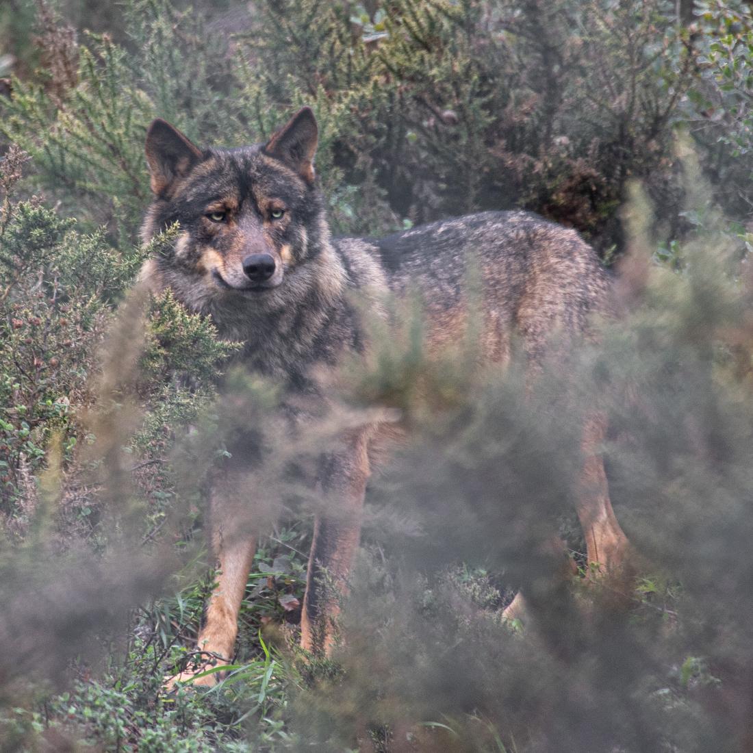 The Iberian Wolf