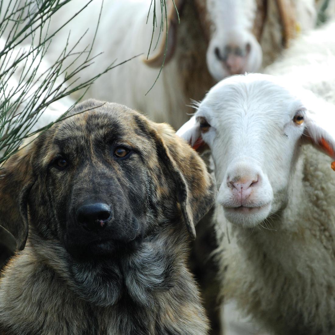 Livestock Guardian Dog Program