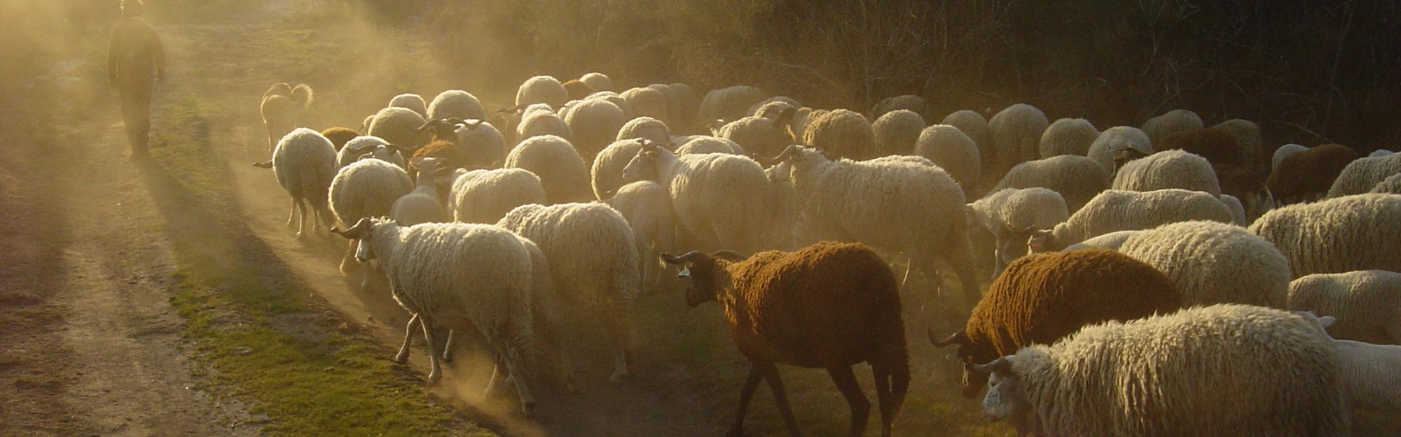 Breeds