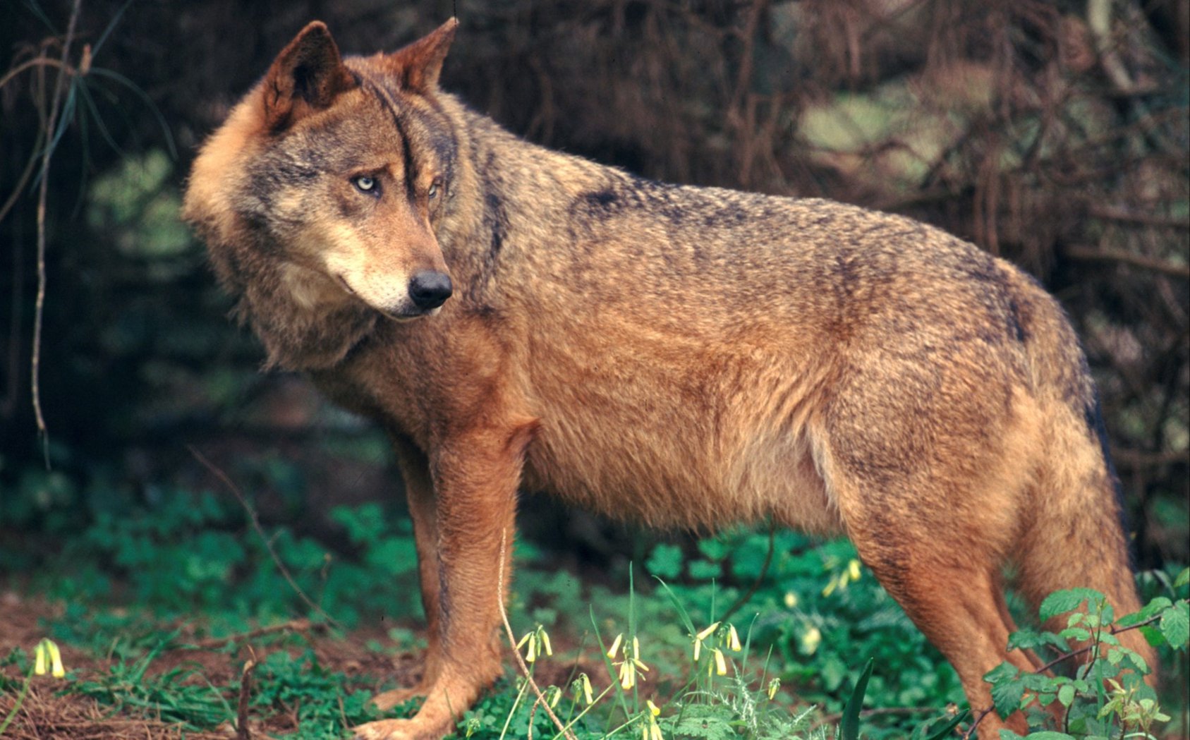 Canis lupus signatus