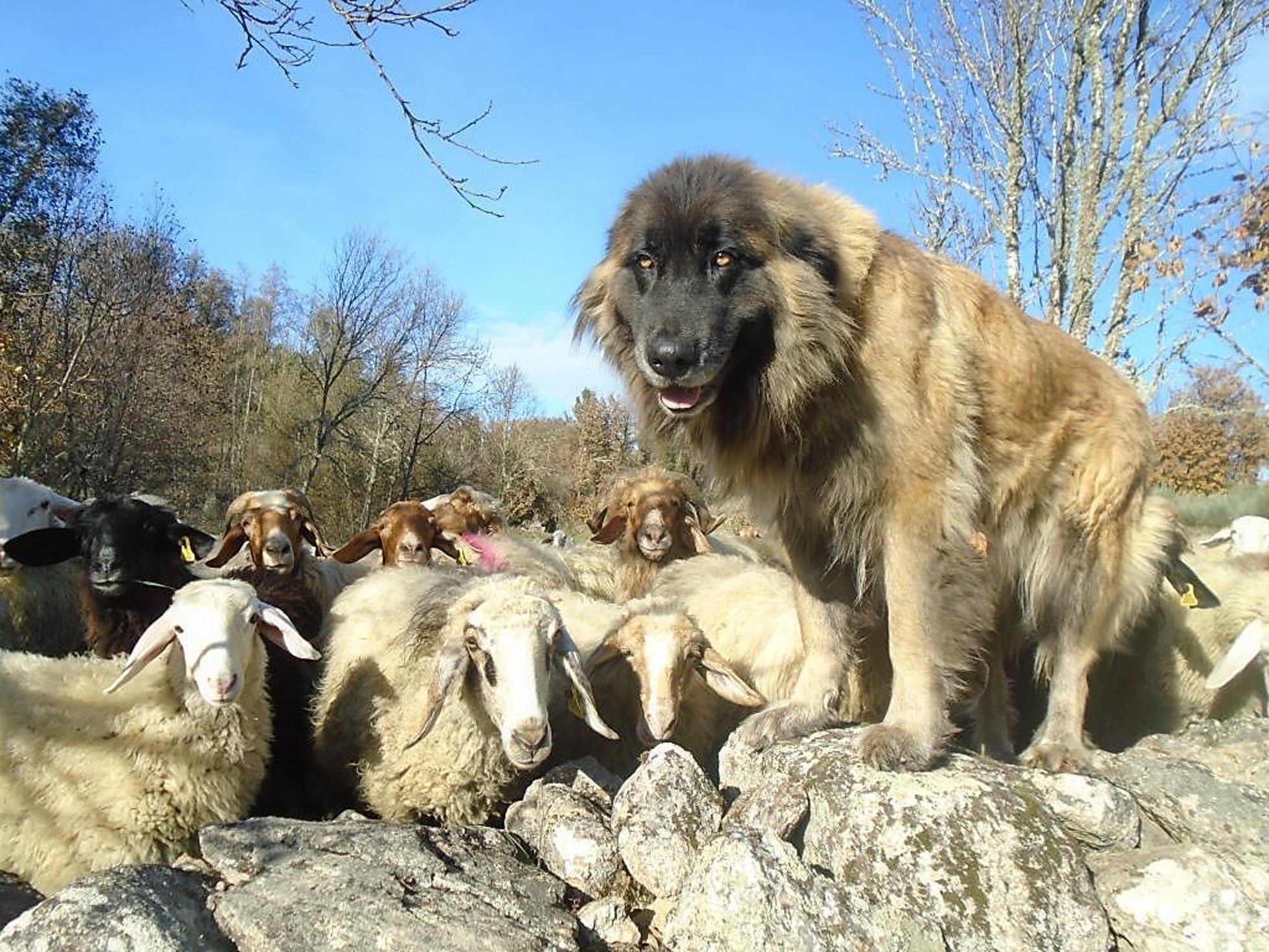 Livestock guardian dog