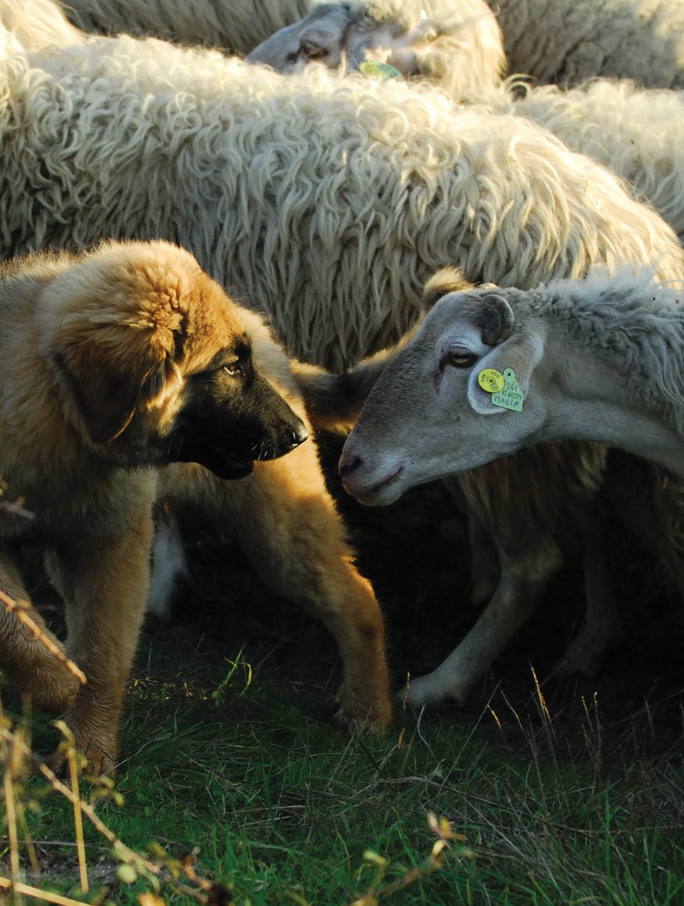 Livestock Guardian Dog Program