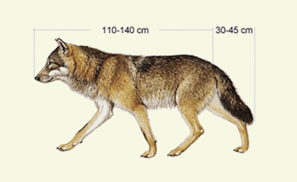 Morphology