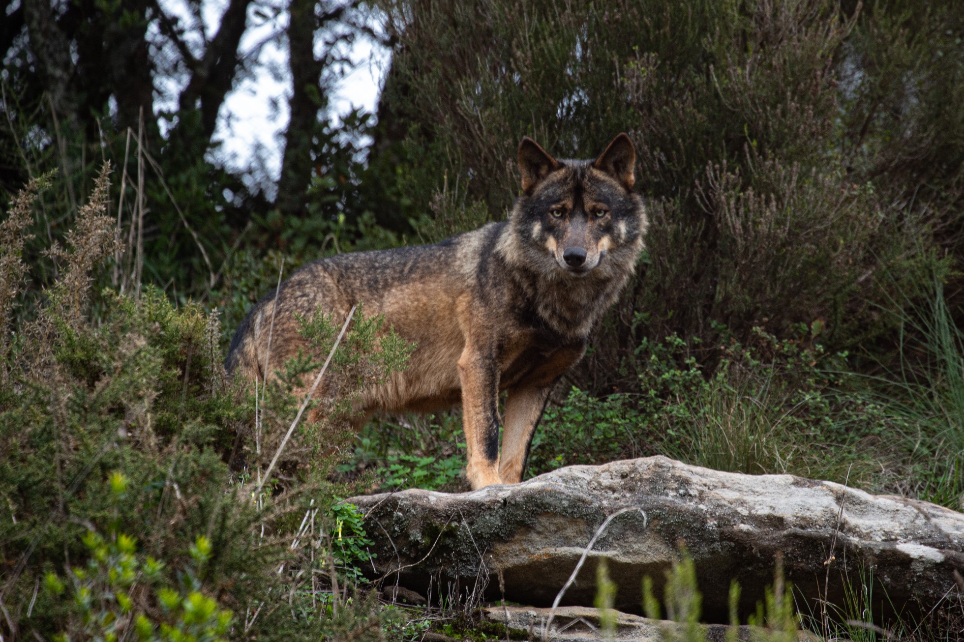 The wolf