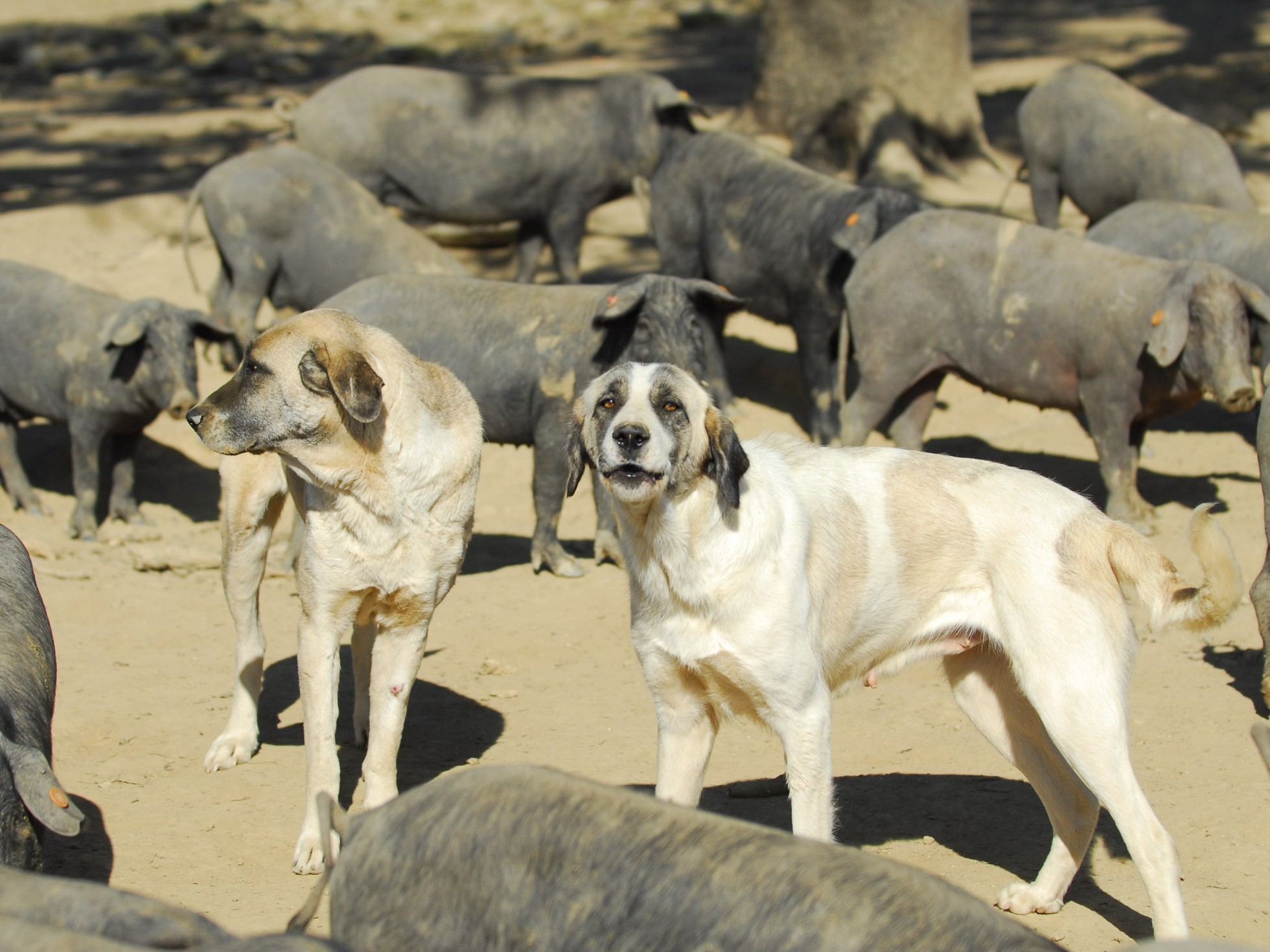 Dog selection