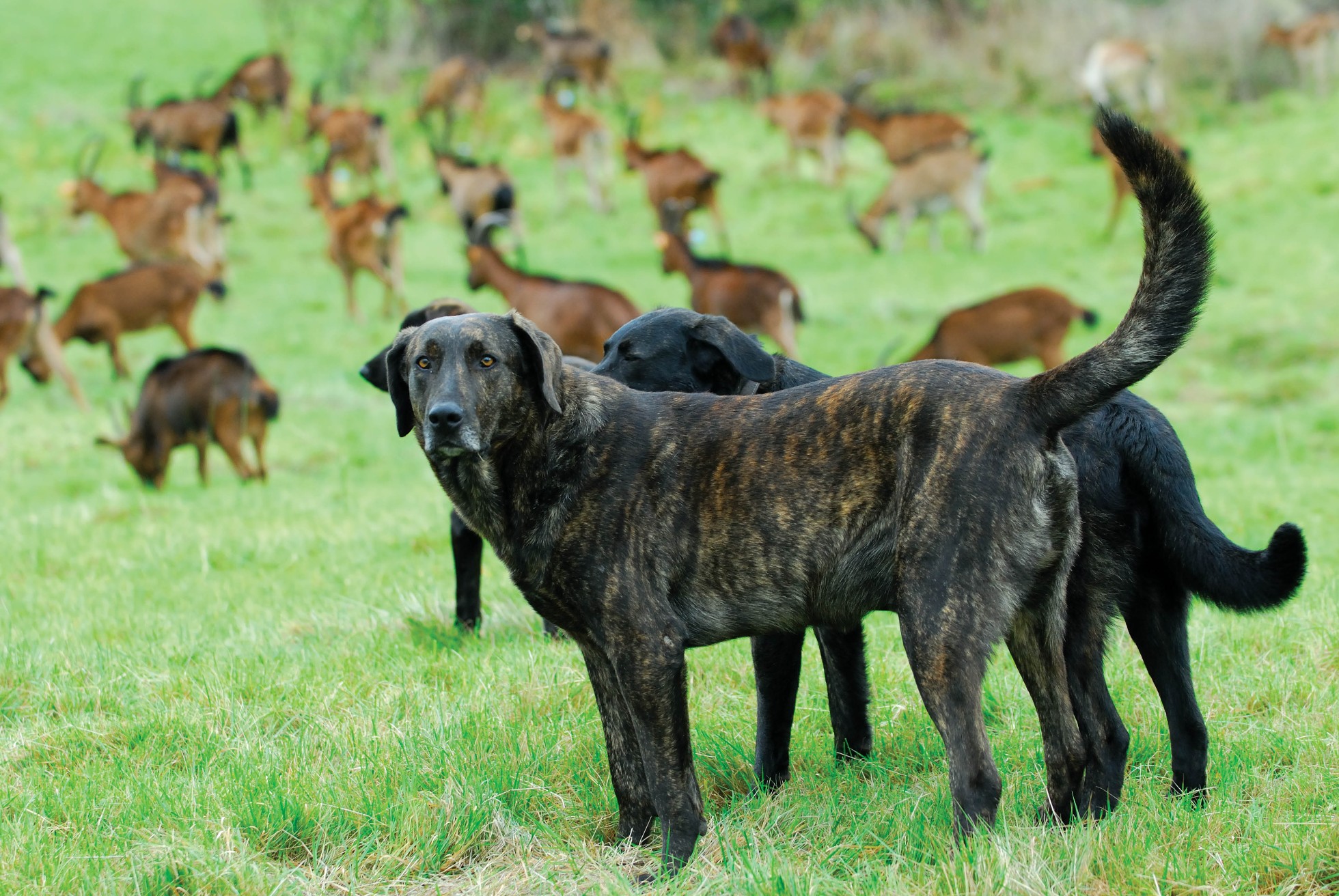 Dog selection