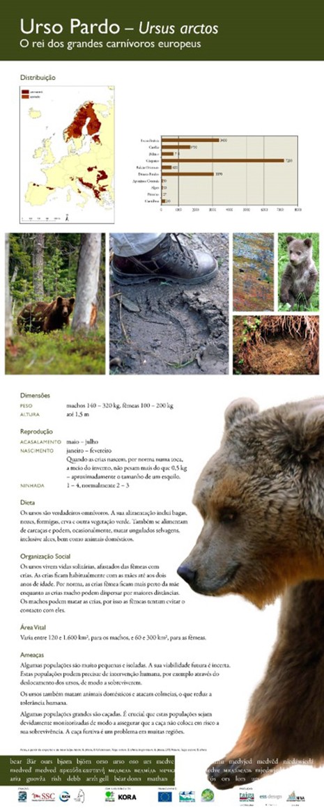 2. Brown bear
