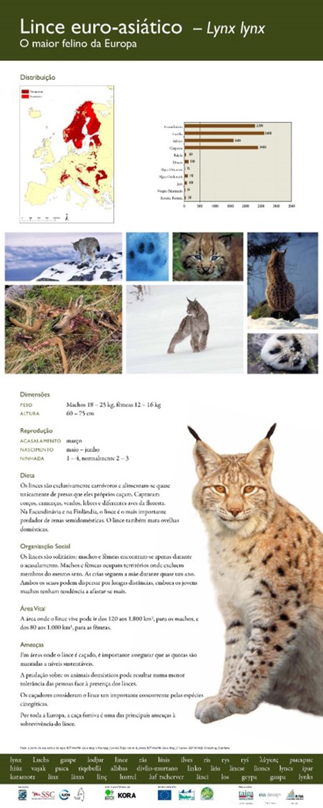 3. Eurasian lynx