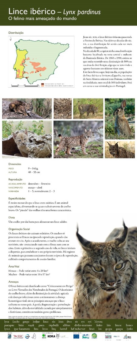 4. Iberian lynx