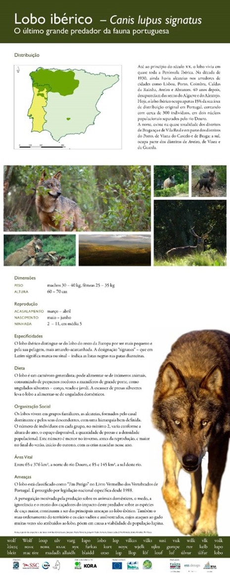 5. Iberian wolf
