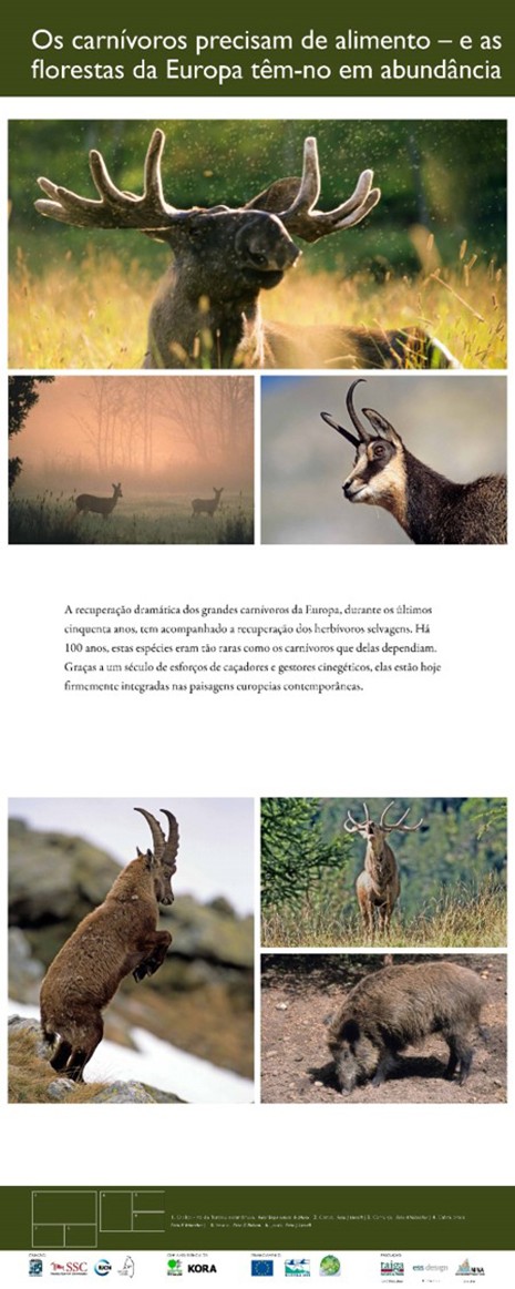7. Large carnivores need food - and the forests of Europe have it in abundance