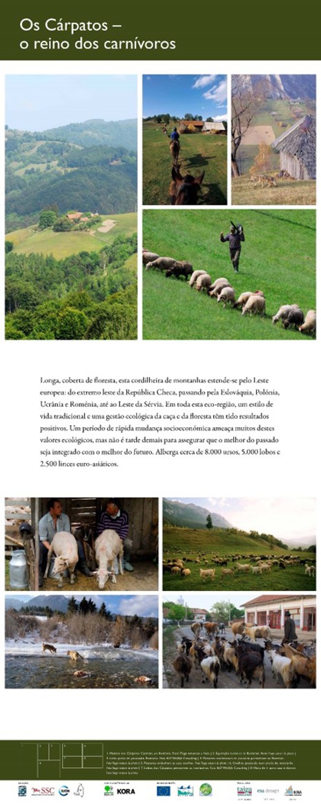 9. The Carpathians - the kingdom of carnivores