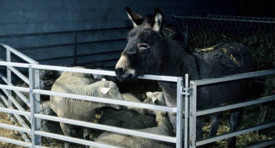 Guard donkey