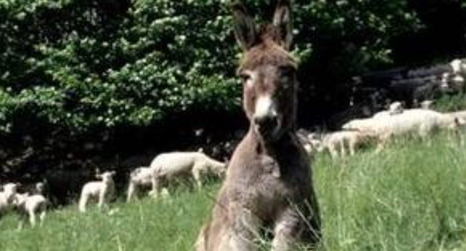 Guard donkey