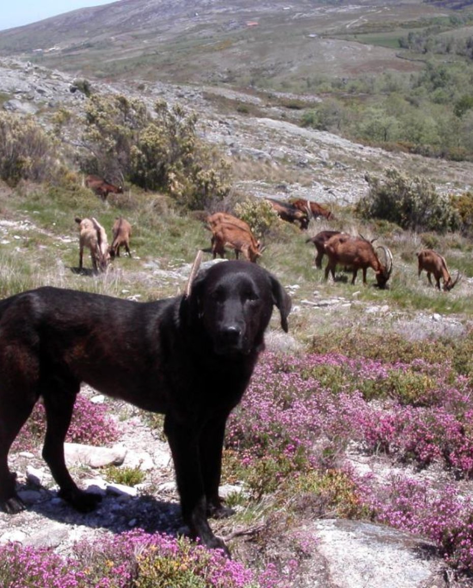 Castro Laboreiro Dog