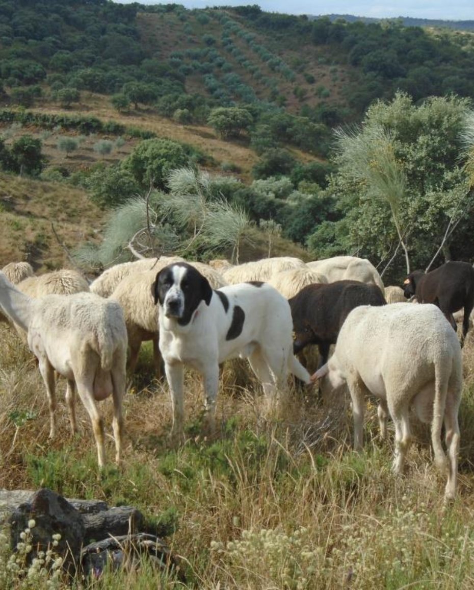 Transmontano Livestock Guardian Dog