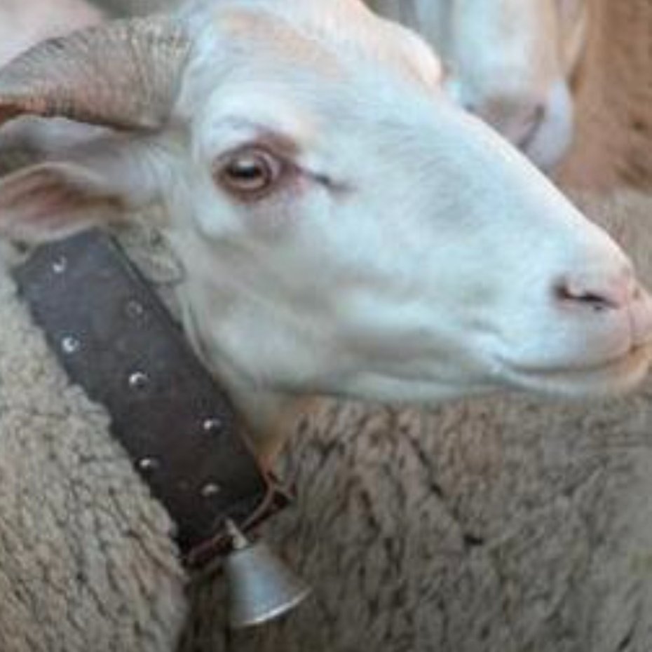 Rattle with leather collar