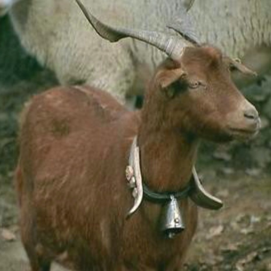Wooden rattle with collar