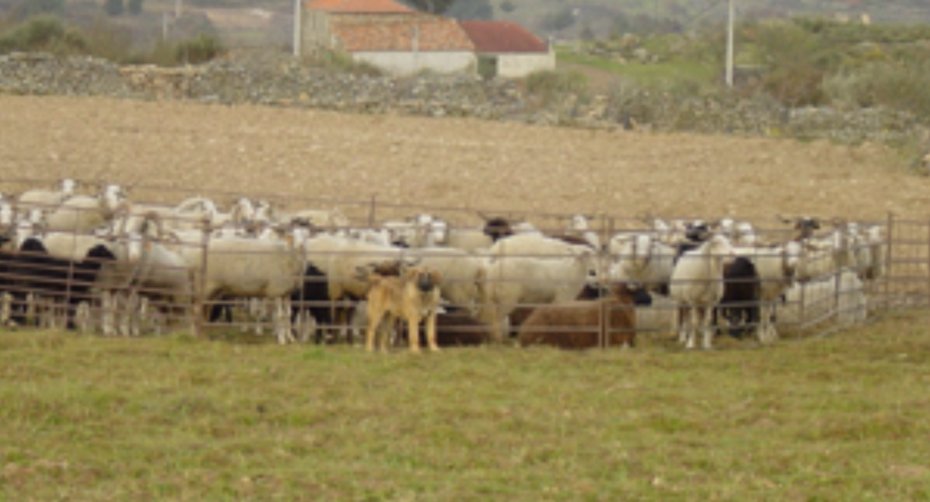 Metal corral and cattle dog
