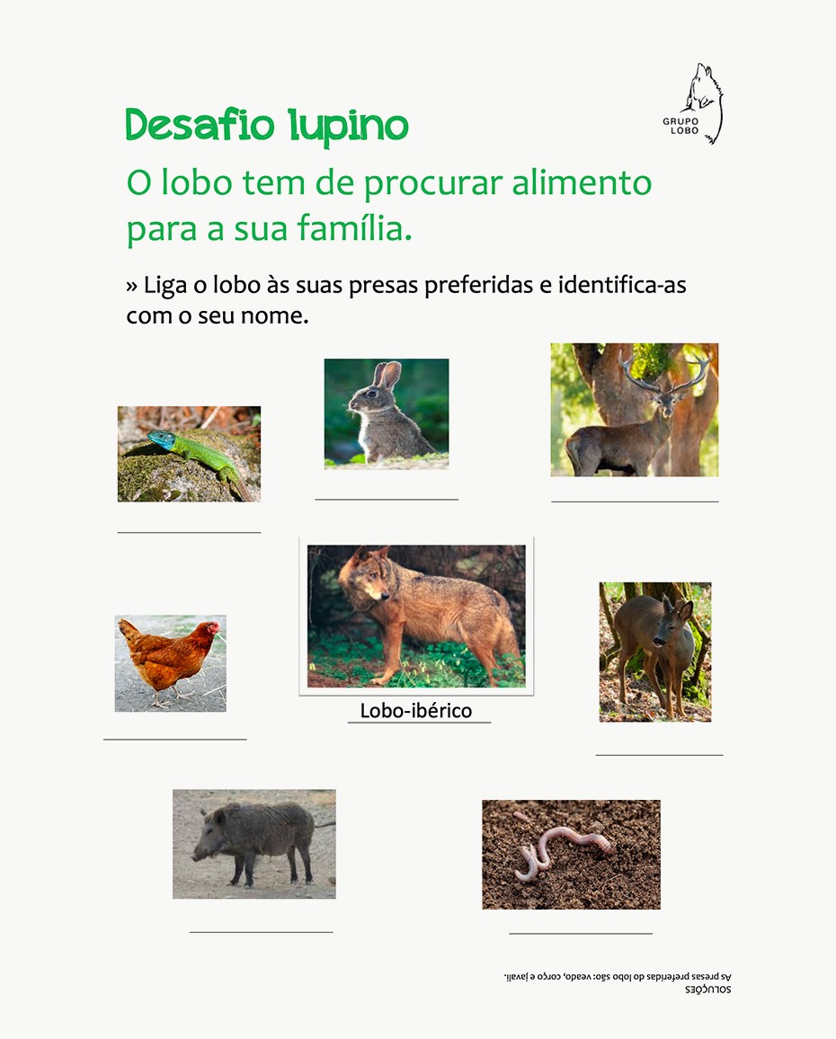 The wolf has to find food for its family