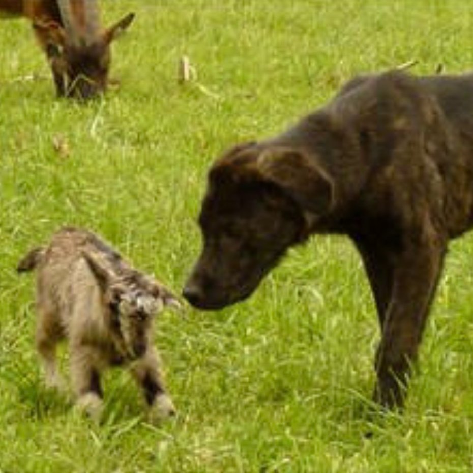 Dog Development