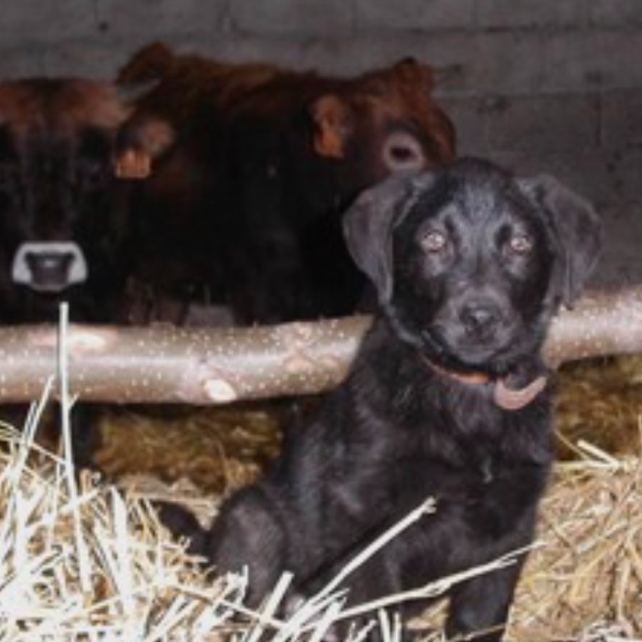 Integration with Cattle