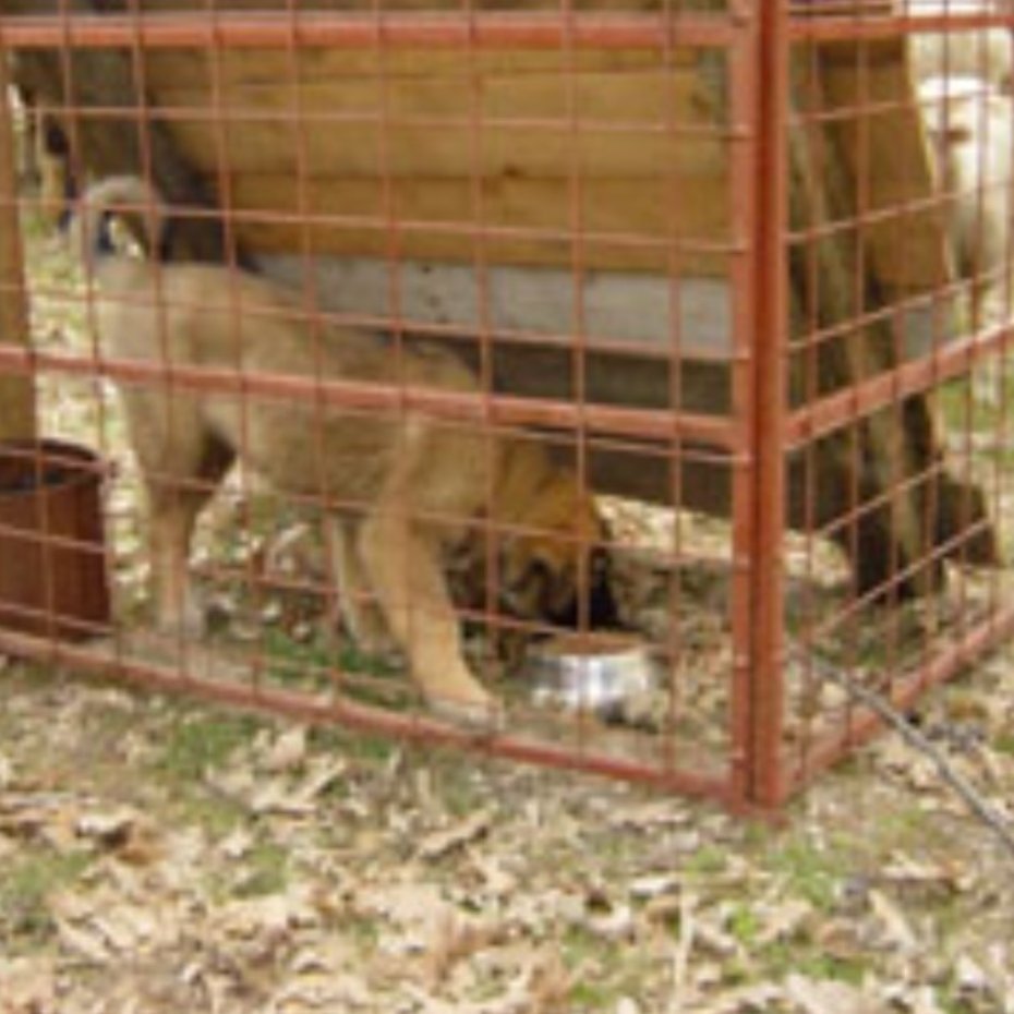 Integration with Cattle