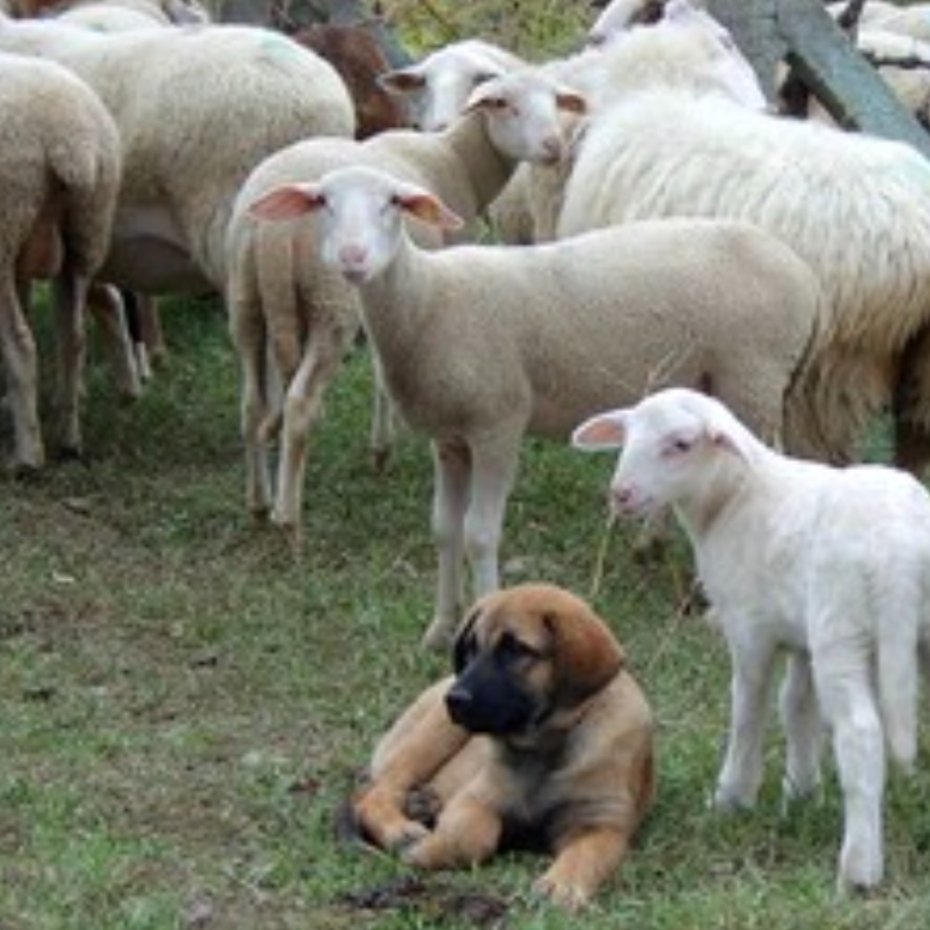 Integration with Cattle