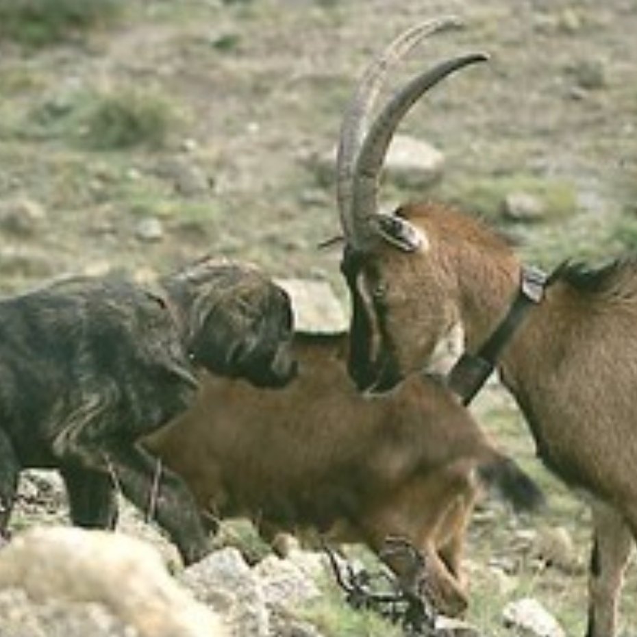 Livestock Interactions