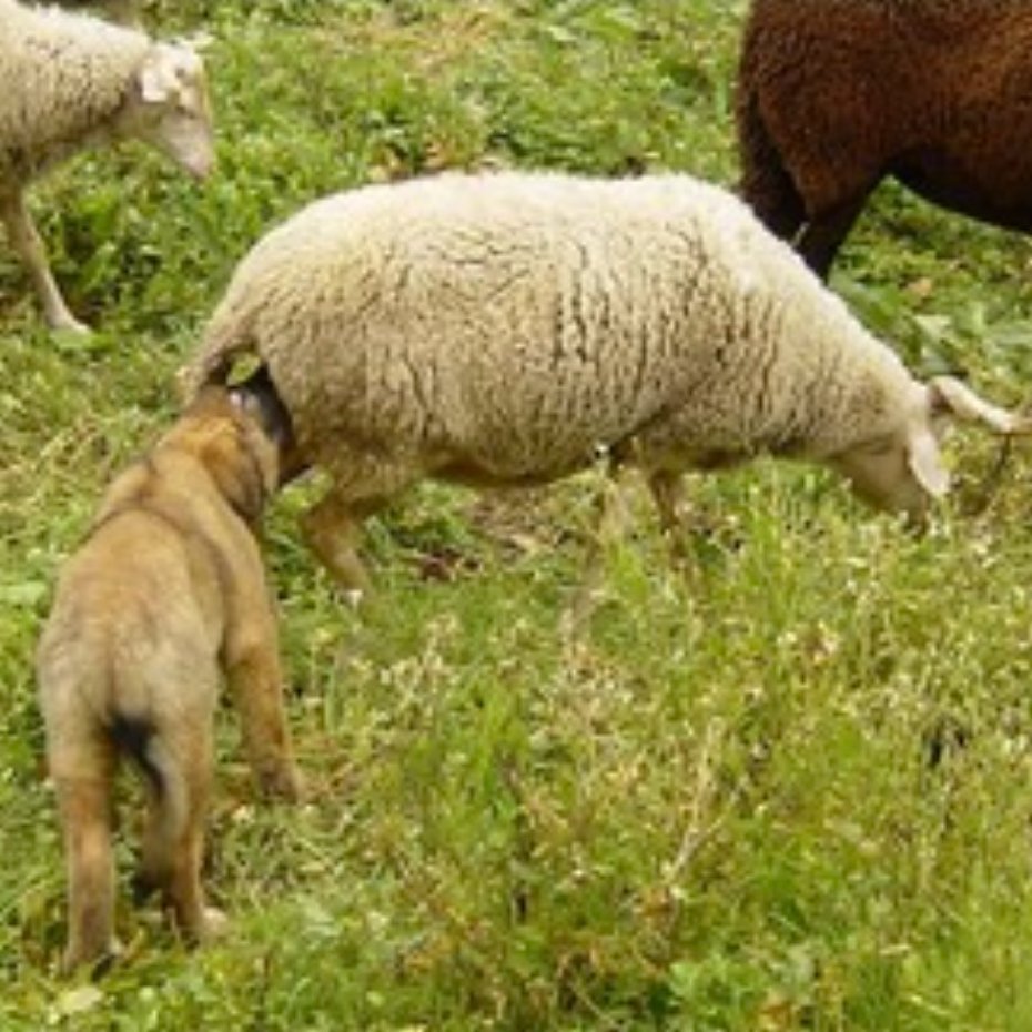 Livestock Interactions