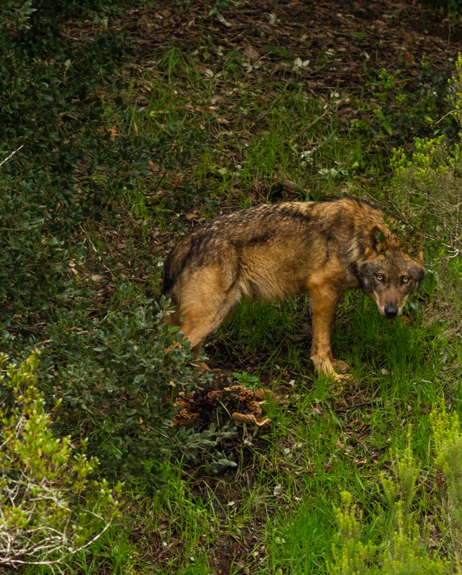 Wolf at CRLI