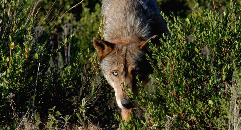 Looking at the Wolf  and the Lynx
