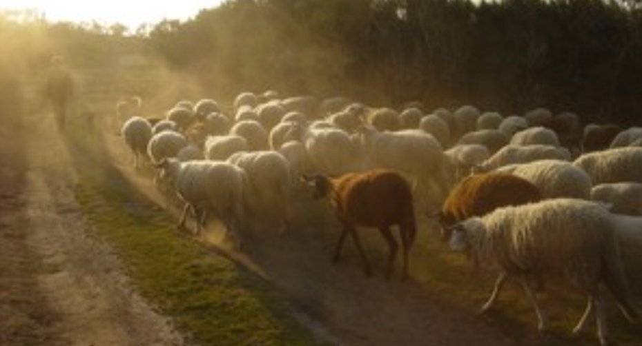 The shepherd must oversee the flock's return to the stable at the end of the day