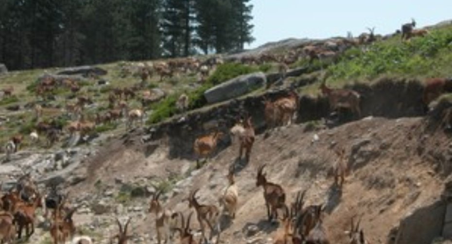 The shepherd must guide the flock's path and control the animals