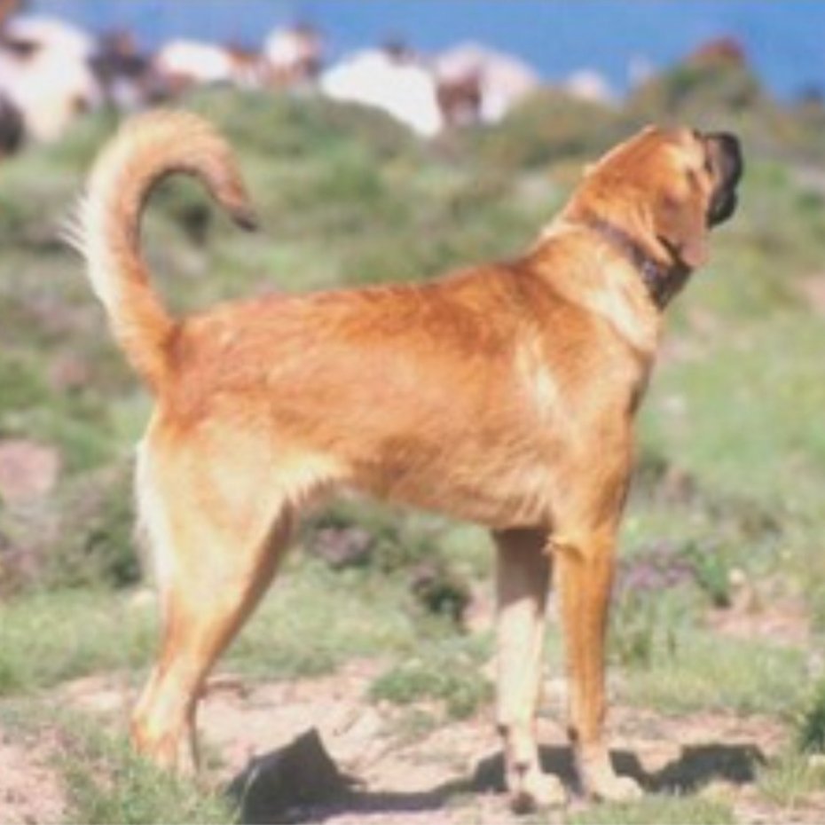 Livestock protection