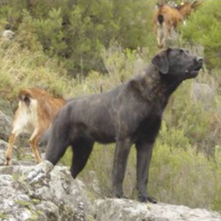 Livestock protection