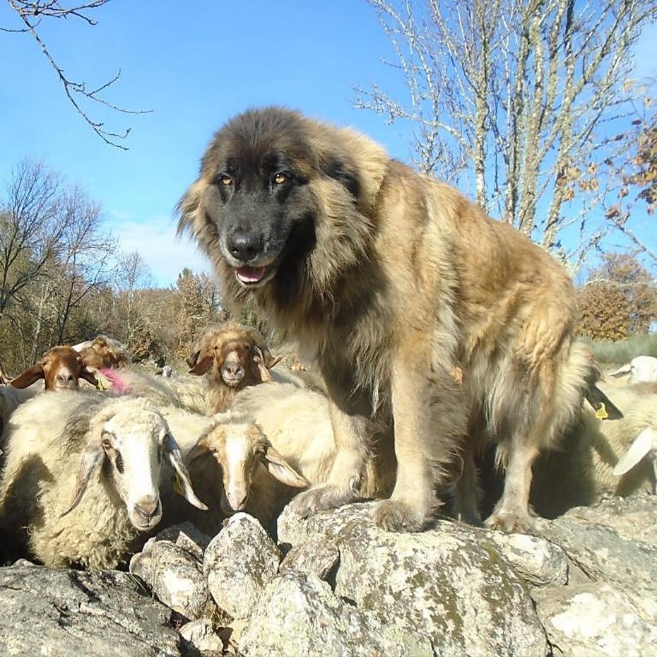 Breeds Breeds