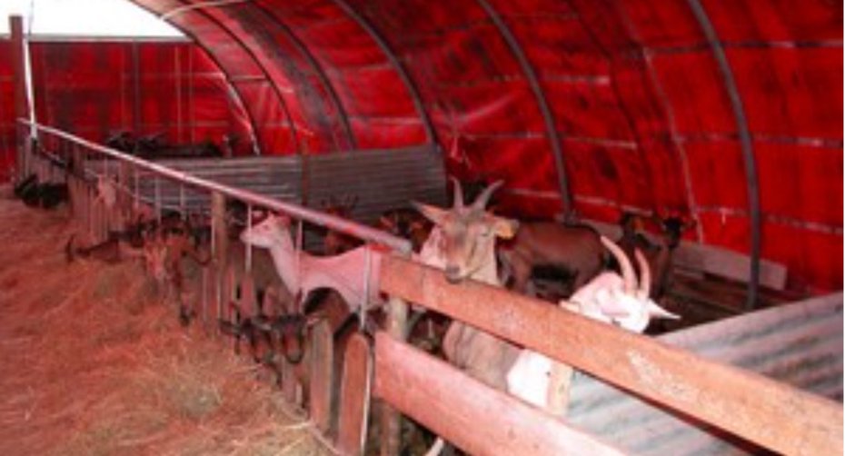 Cattle tunnel