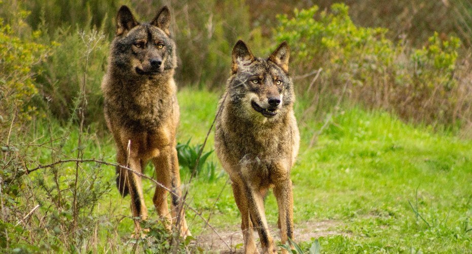 Webinar: The wolf: conservation of the species and its ecosystem in Portugal