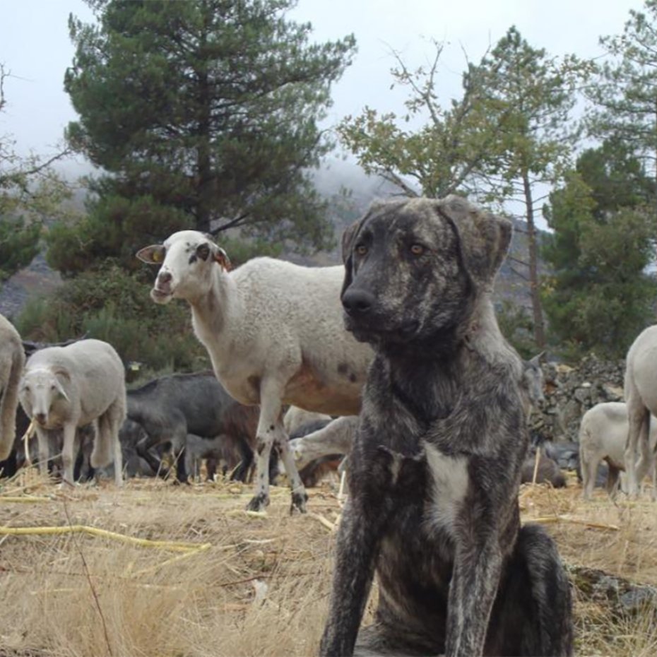 Workshop: Alternative Livestock Protection Measures