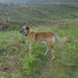 Dogs play an important role, contributing to coexistence with wolves and the conservation of biodiversity