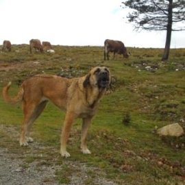 Livestock guardian dogs protect the flocks and herds grazing in the mountains